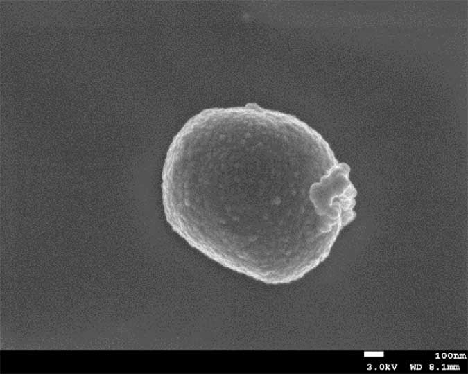 単離されたデハロゲニモナス属細菌NIT-SK1株