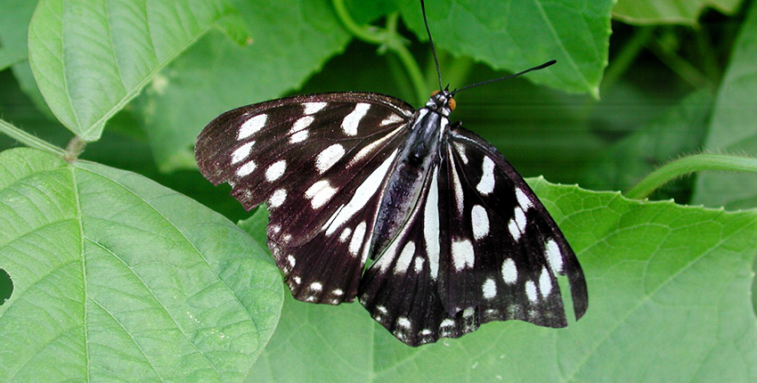 ゴマダラチョウ