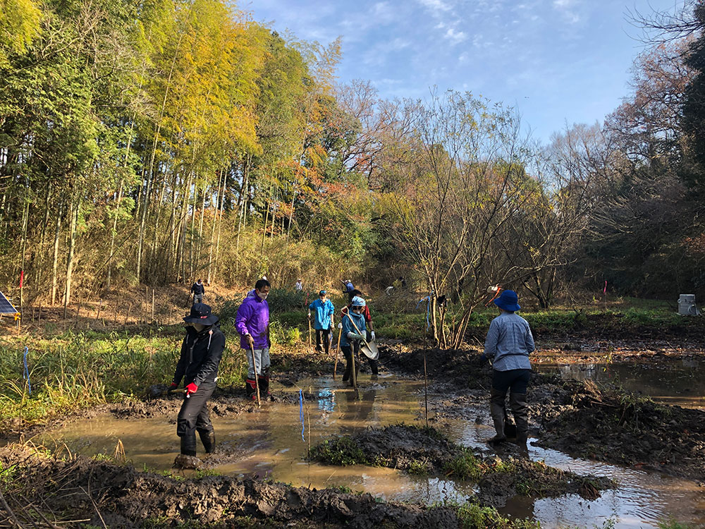 Wetland regeneration activity