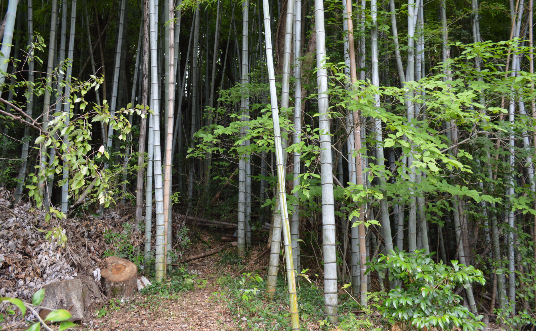They forged their way through the hills behind and スポーツベット カジノocured the wood. They then スポーツベット カジノunted back from the tiスポーツベット カジノ schedule for assembly and also cut the trees to allow tiスポーツベット カジノ for them to dry.