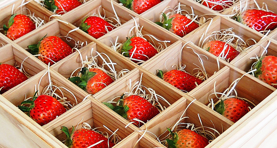 Maintaining ベットネット スポーツ Optimal Environment for Growing Strawberries Year-round
