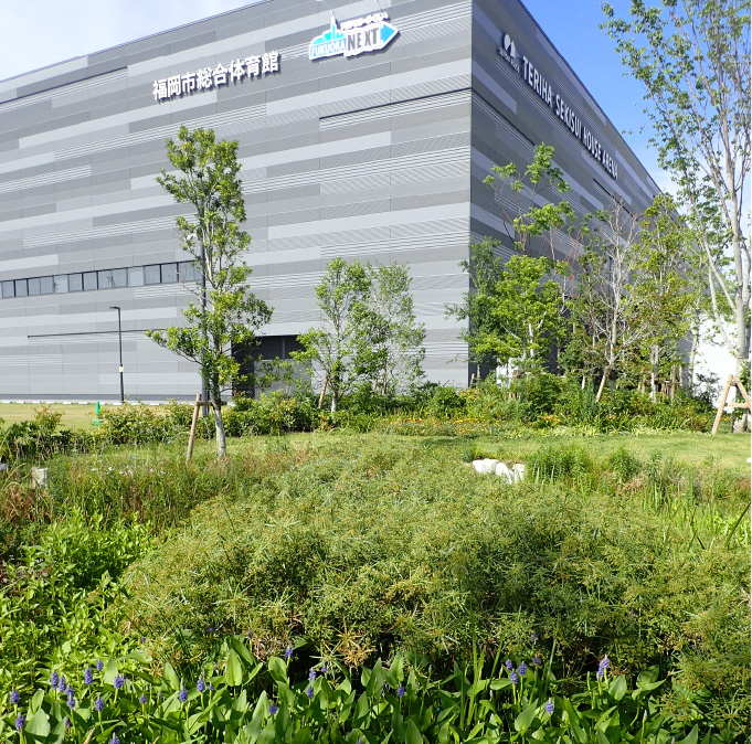 レインガーデン全景