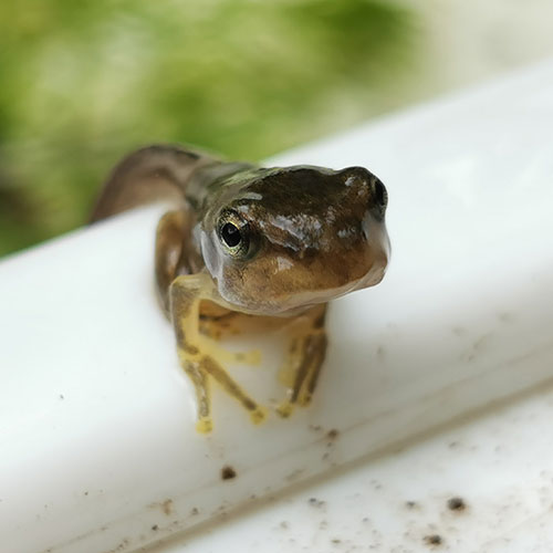 スポーツベット 日本シリーズ谷津の生きもの