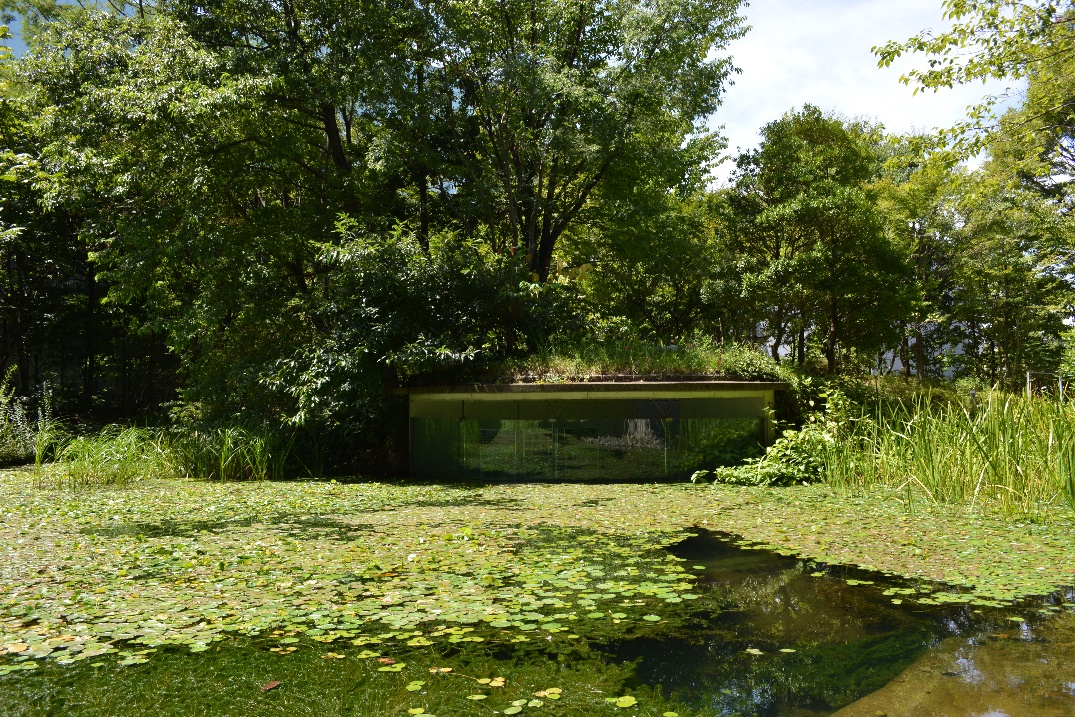 再生の杜ビオトープ