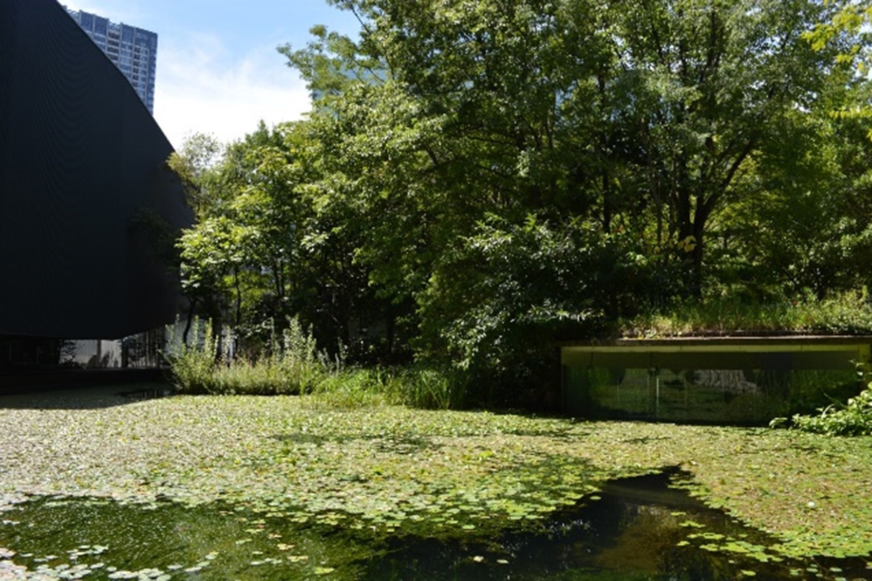 陸域と水域が交わるエコトーン（再生の杜）