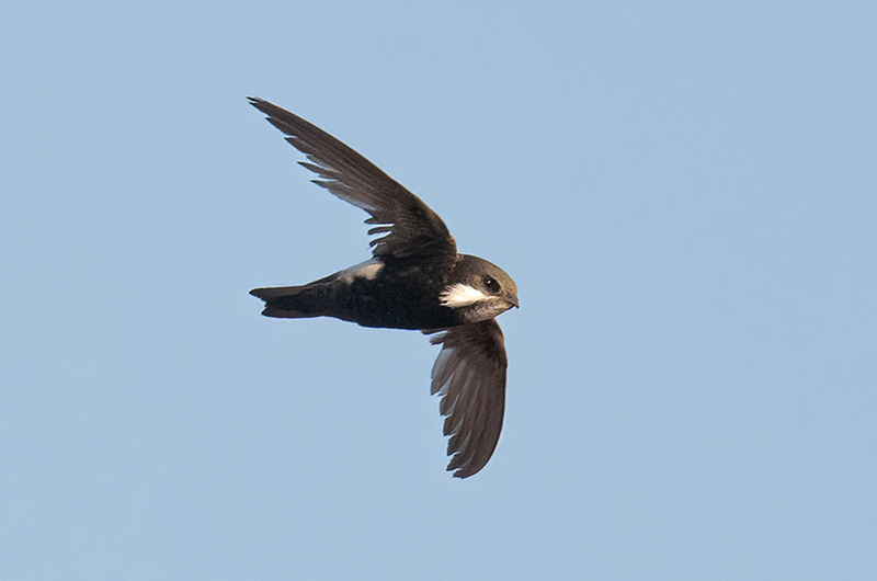 ヒメアマツバメ