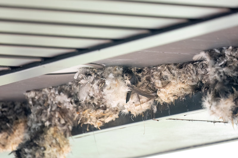 ヒメアマツバメの巣