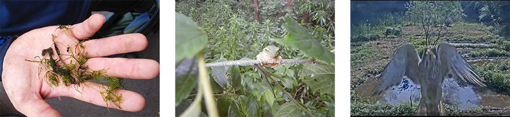 「八ツ堀のしみずスポーツ ベット ボーナス」で確認された動植物