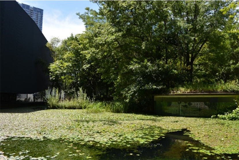 陸域と水域が交わるエコトーン