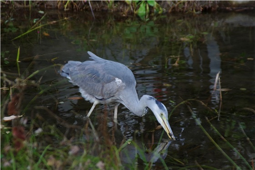 多様な生物の生息・生育の場