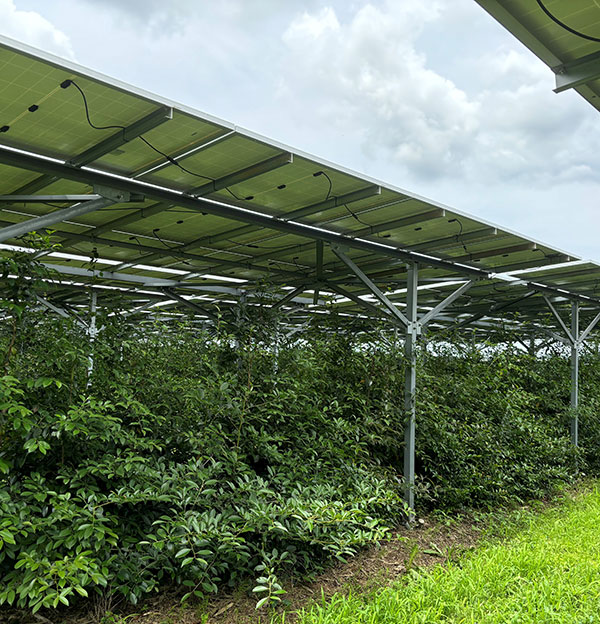 営農型太陽光ウィリアムヒル スポーツベット所