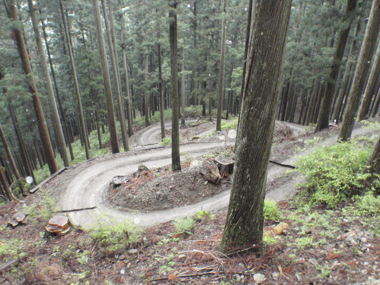 スポーツ ベット おすすめ Roads for スポーツ ベット おすすめ and the Future of the Woods