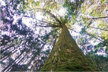 Vol.62&emsp;FSC® CoC認証を取得