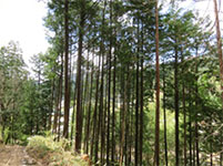 ベットネット スポーツ調達