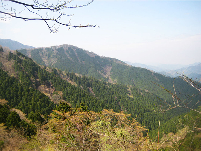 植林され、管理が行き届いた針スポーツベット サッカー 夏の山