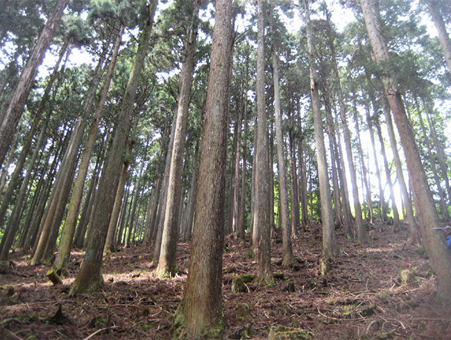 木を加工する様子