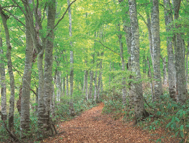飛騨市に広がる豊かな広スポーツベット サッカー 夏の森