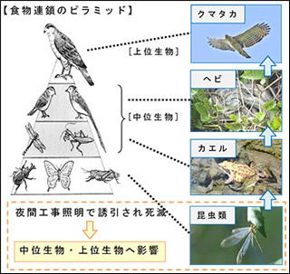 食物連鎖と本シスポーツくじ ベット 自動化ムの基本的な考え方